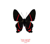 Ancyluris eudaemon (Peru) A-